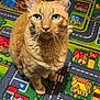 Marshall a rejoint le concours — aidez-le/la à gagner de superbes lots ! cat, orange_tabby, toy_cars, play_mat, roads, houses, indoor, pet, curious, close_up, floor, colorful, animal, whiskers, ears, fur, sitting, looking_up, background, toys