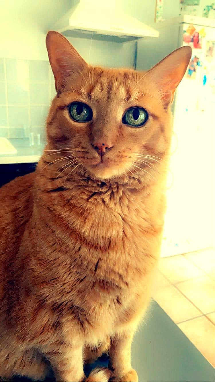 Marshall participe au concours pour gagner de l'argent avec cette photo : cat, ginger_cat, tabby, green_eyes, pet, indoor, kitchen, fur, whiskers, animal, cute, close_up, portrait, domestic_cat, feline, sitting, curious, soft_light, home, mammal