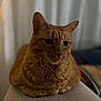 Marshall participe au concours pour gagner de l'argent avec cette photo : cat, orange_tabby, pet, feline, indoor, resting, closeup, soft_focus, fur, whiskers, ears, animal, domestic_cat, cute, loaf_position, relaxed, cozy, texture, home, background_blur