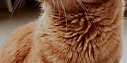 Marshall participe au concours pour gagner de l'argent avec cette photo : cat, ginger_cat, close_up, fur, whiskers, indoor, pet, animal, profile, looking_away, cute, feline, domestic_cat, soft_light, focused, detail, portrait, mammal, whiskers_visible, ears