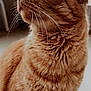 cat, ginger_cat, close_up, fur, whiskers, indoor, pet, animal, profile, looking_away, cute, feline, domestic_cat, soft_light, focused, detail, portrait, mammal, whiskers_visible, ears