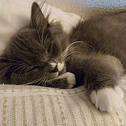 Piper joined the competition — help win amazing prizes! bedroom, cat, close_up, cozy, cushion, domestic_cat, fur, grey_cat, indoor, kitten, nap, paw, pet, pillow, portrait, relaxed, sleeping, soft_texture, whiskers, white_paws