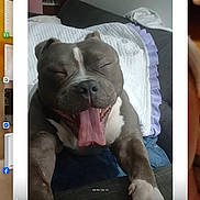 Syr is registered to the contest to win money with this photo: dog, yawning, sleepy, couch, blanket, paws, tongue, indoor, pet, canine, relaxed, fur, white, gray, closeup, cozy, resting, animal, companion, home