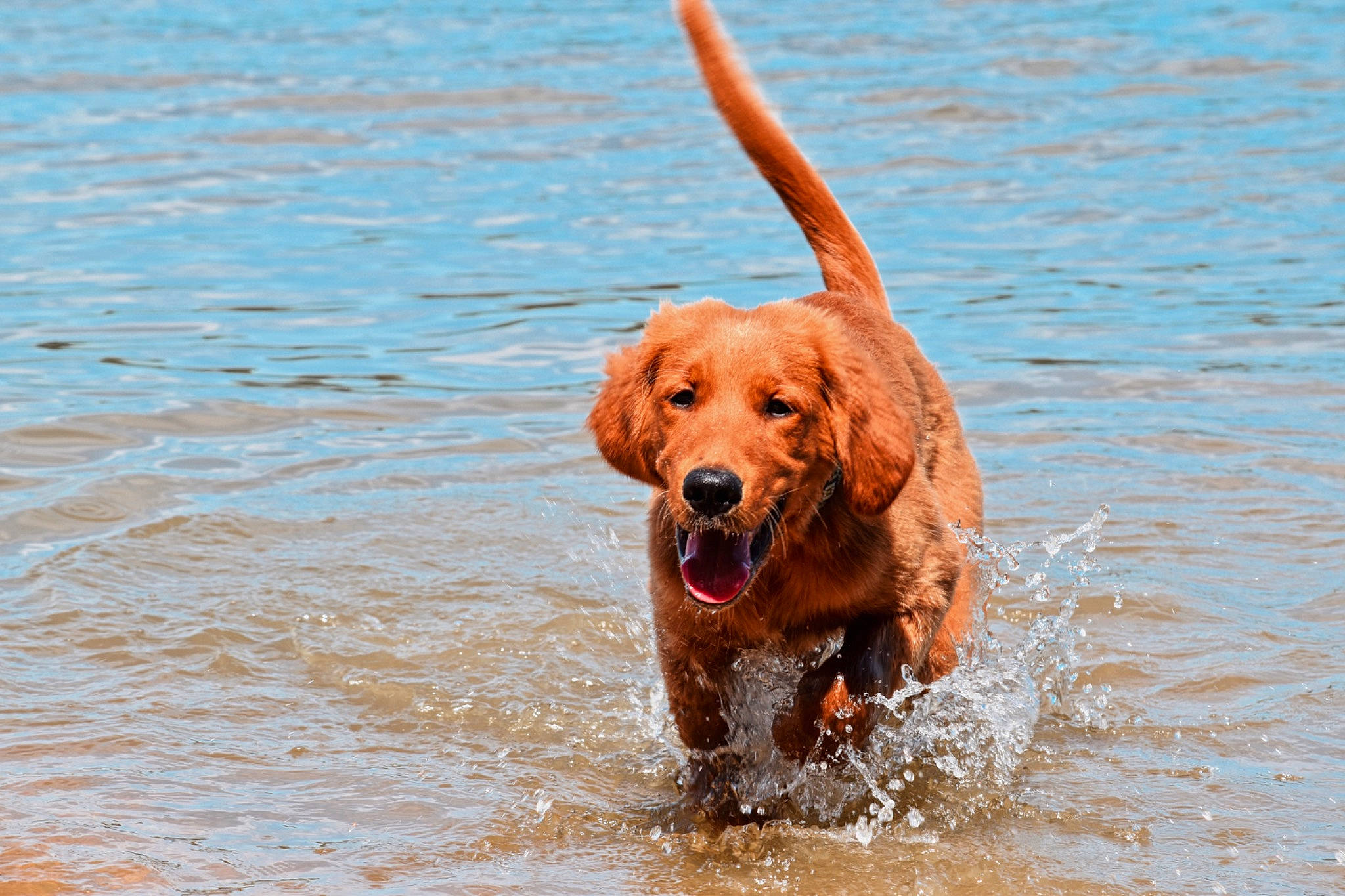 Tucker joined the competition — help win amazing prizes! canidae, carnivore, companion_dog, dog, dog_breed, dog_collar, fawn, guard_dog, gun_dog, lake, liver, puddle, retriever, running, snout, sporting_group, tail, water, working_animal, working_dog