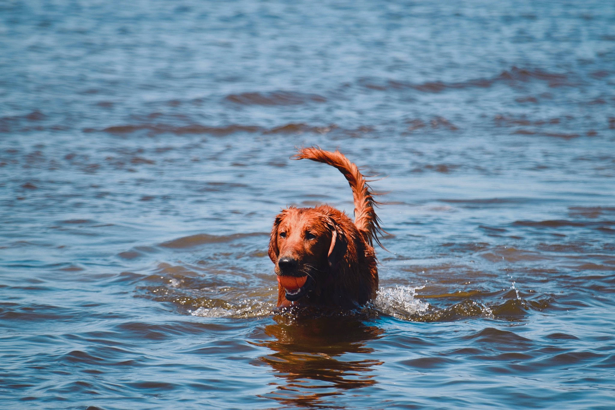 Tucker joined the competition — help win amazing prizes! body_of_water, canidae, carnivore, dog, dog_breed, fawn, fluid, guard_dog, gun_dog, lake, liquid, liver, retriever, snout, sporting_group, tail, water, wildlife, working_animal, working_dog