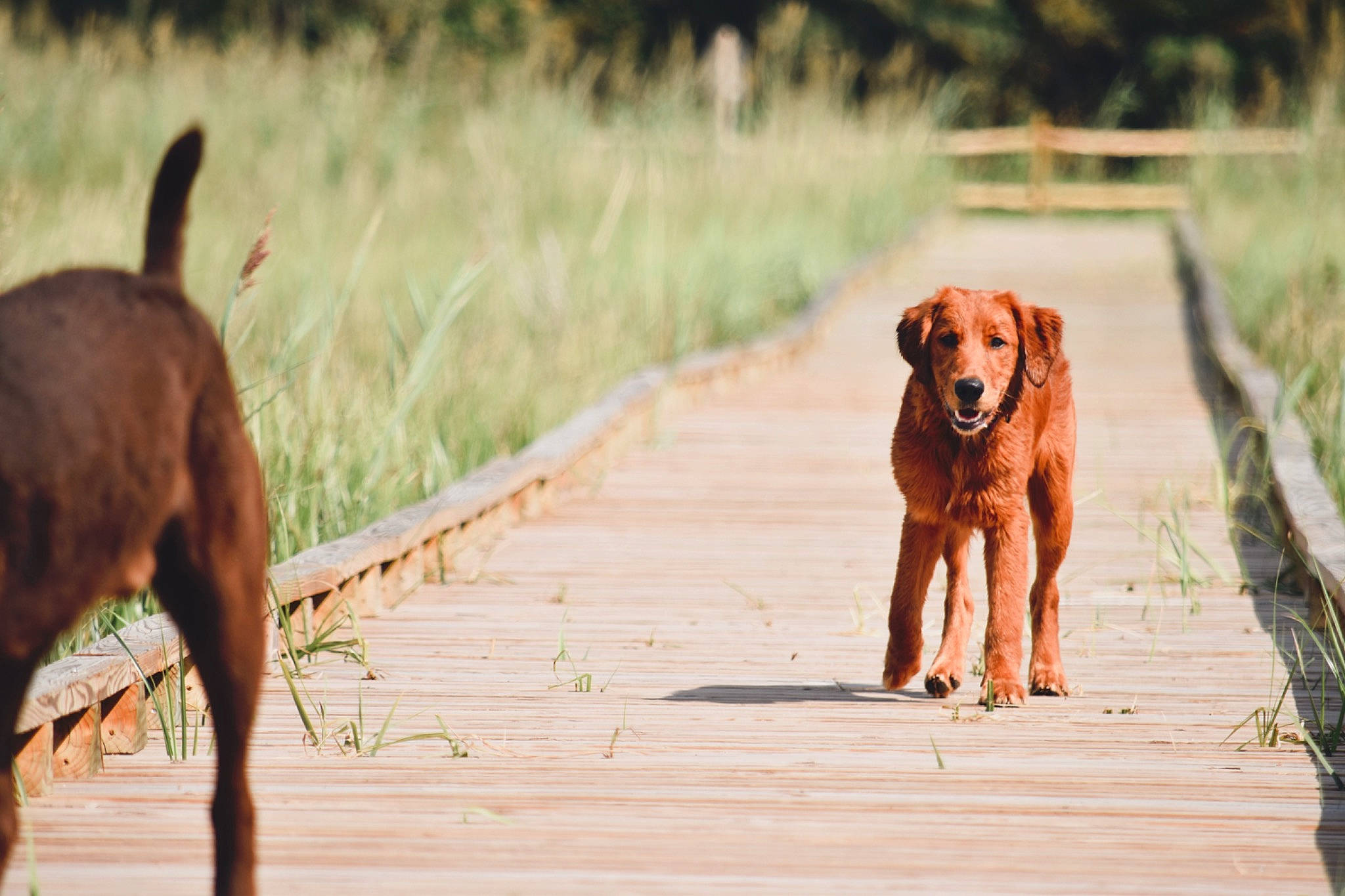 Tucker joined the competition — help win amazing prizes! canidae, carnivore, companion_dog, dog, dog_breed, dog_collar, fawn, landscape, liver, mammal, plant, snout, sporting_group, street_dog, tail, terrestrial_animal, vertebrate, walking, wildlife, working_animal