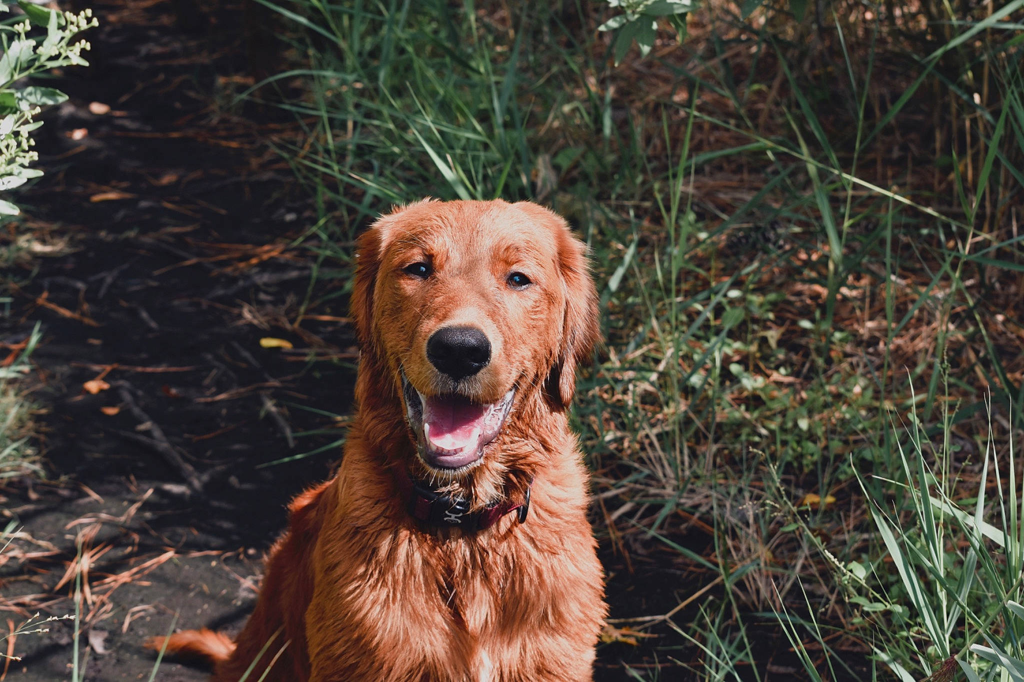 Tucker is registered to the contest to win money with this photo: canidae, carnivore, companion_dog, dog, dog_breed, fang, fawn, fur, grass, hunting_dog, plant, soil, sporting_group, terrestrial_animal, working_dog