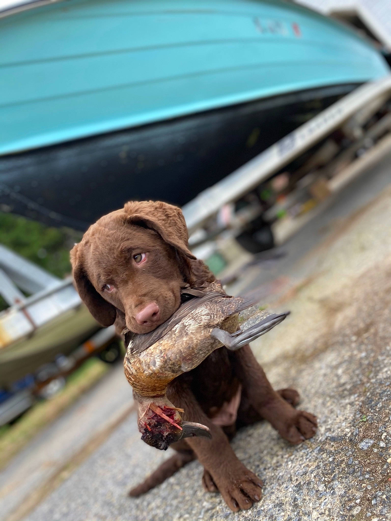 Creek joined the competition — help win amazing prizes! asphalt, canidae, carnivore, city, companion_dog, dog, dog_breed, fawn, hat, liver, plant, road, road_surface, snout, sporting_group, street, terrestrial_animal, wood, working_animal, wrinkle