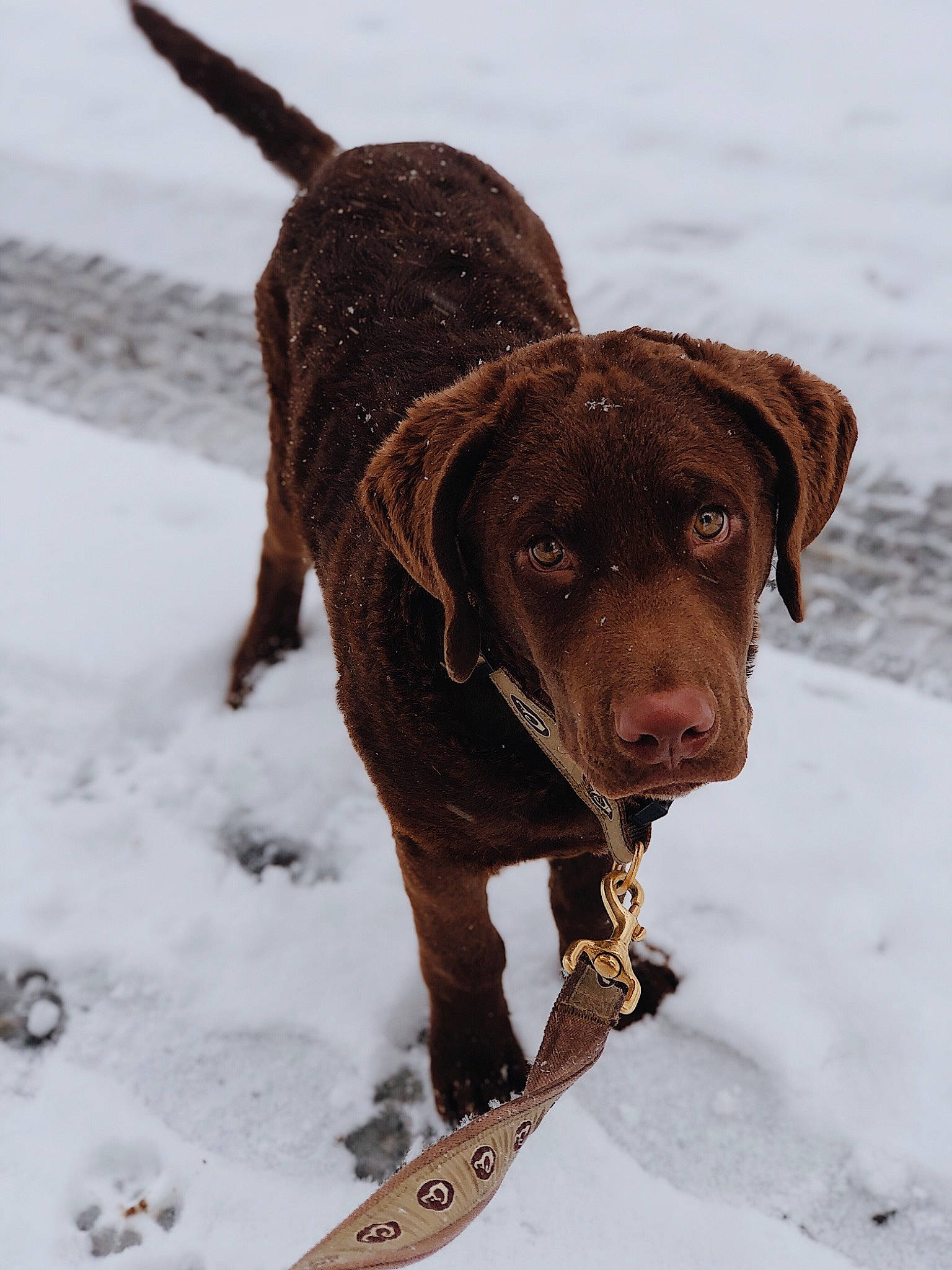 Creek is registered to the contest to win money with this photo: canidae, carnivore, collar, companion_dog, dog, dog_breed, dog_collar, freezing, fur, hunting_dog, leash, liver, pet_supply, snout, snow, sporting_group, webbing, winter, working_animal, working_dog