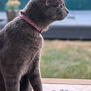 Aya a rejoint le concours — aidez-le/la à gagner de superbes lots ! cat, gray_cat, pet, animal, flower, lotus, decoration, glass_table, collar, indoor, side_view, profile, fur, whiskers, ears, outdoor, blurred_background, greenery, calm, serene