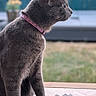 cat, gray_cat, pet, animal, flower, lotus, decoration, glass_table, collar, indoor, side_view, profile, fur, whiskers, ears, outdoor, blurred_background, greenery, calm, serene