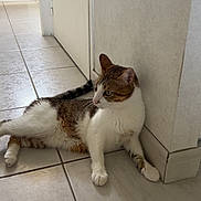 Urcan a rejoint le concours — aidez-le/la à gagner de superbes lots ! cat, tabby, white, floor, tile, corner, wall, indoor, pet, animal, relaxed, laying, fur, whiskers, paws, ears, tail, domestic, mammal, side_view
