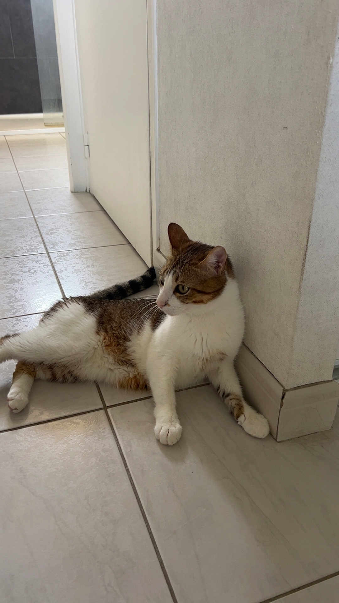 Urcan a rejoint le concours — aidez-le/la à gagner de superbes lots ! cat, tabby, white, floor, tile, corner, wall, indoor, pet, animal, relaxed, laying, fur, whiskers, paws, ears, tail, domestic, mammal, side_view