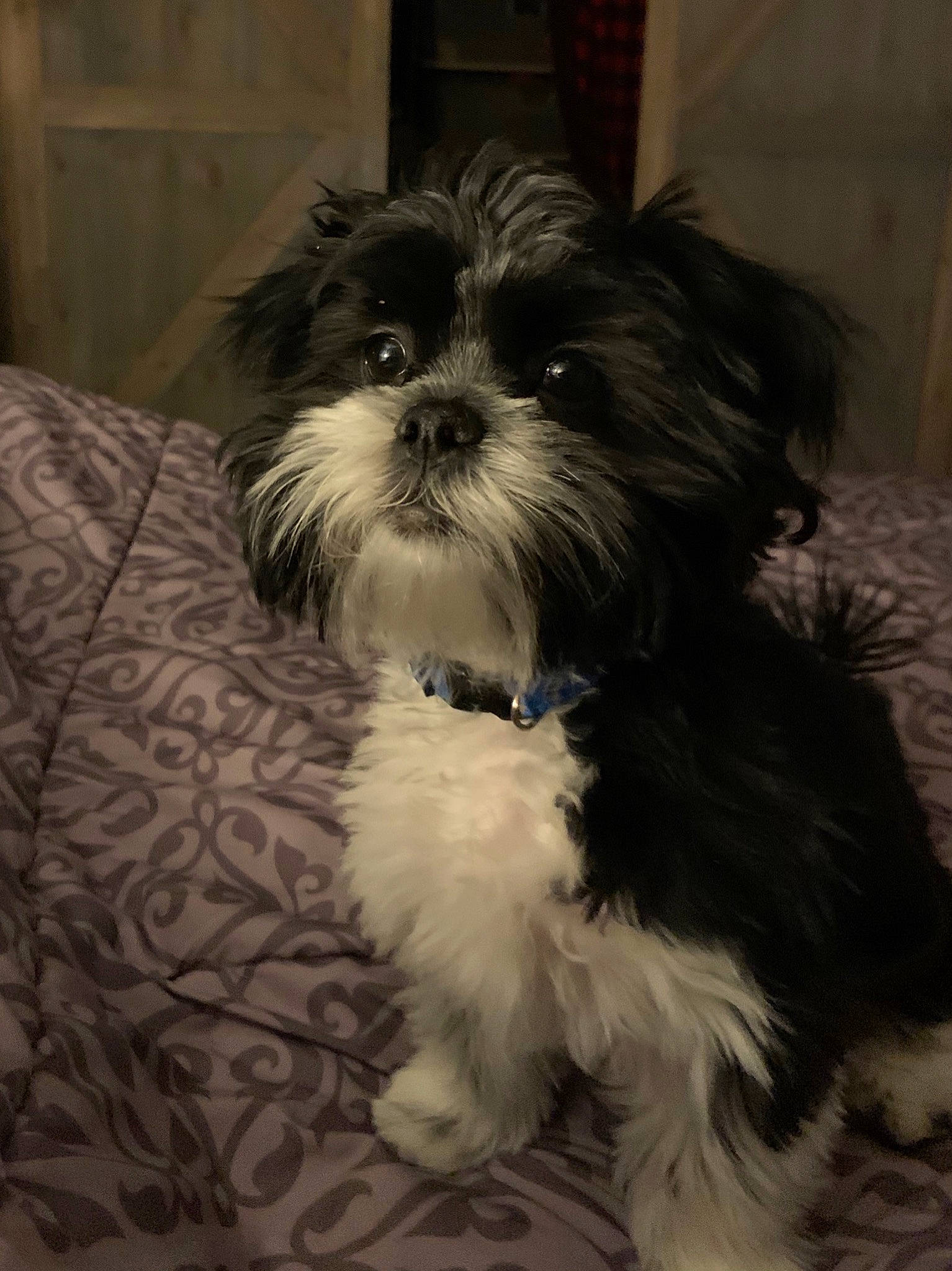 Oliver joined the competition — help win amazing prizes! biewer_terrier, canidae, carnivore, companion_dog, dog, dog_breed, fur, maltepoo, mammal, non_sporting_group, pekapoo, puppy, shih_poo, small_terrier, snout, terrier, toy_dog, vertebrate, working_animal, yorkipoo