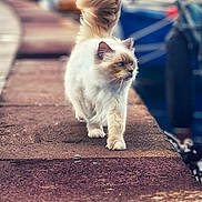 Léo participe au concours pour gagner de l'argent avec cette photo : cat, fluffy, walking, dock, water, boats, outdoor, pet, feline, tail, fur, blue_eyes, side_view, nature, animal, daylight, blurred_background, pathway, confident, majestic