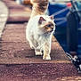 cat, fluffy, walking, dock, water, boats, outdoor, pet, feline, tail, fur, blue_eyes, side_view, nature, animal, daylight, blurred_background, pathway, confident, majestic