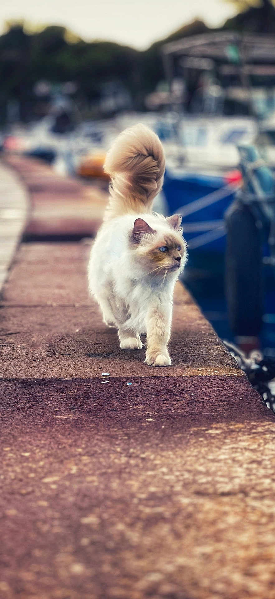 Léo