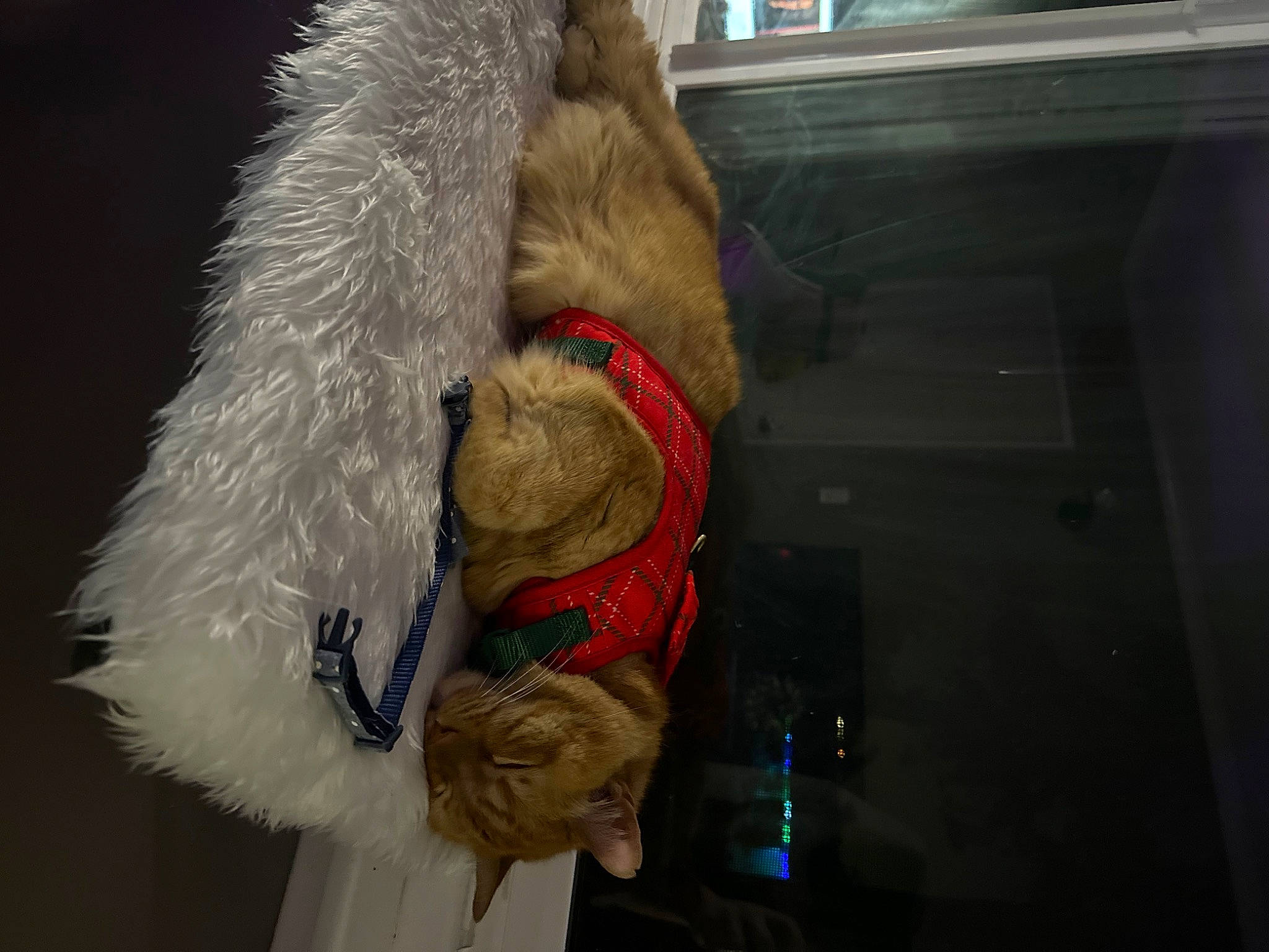 Nuts joined the competition — help win amazing prizes! animal_product, collar, companion_dog, dog_breed, dog_collar, fawn, fur, fur_clothing, liver, natural_material, snout, sporting_group, stuffed_toy, teddy_bear, toy, working_animal