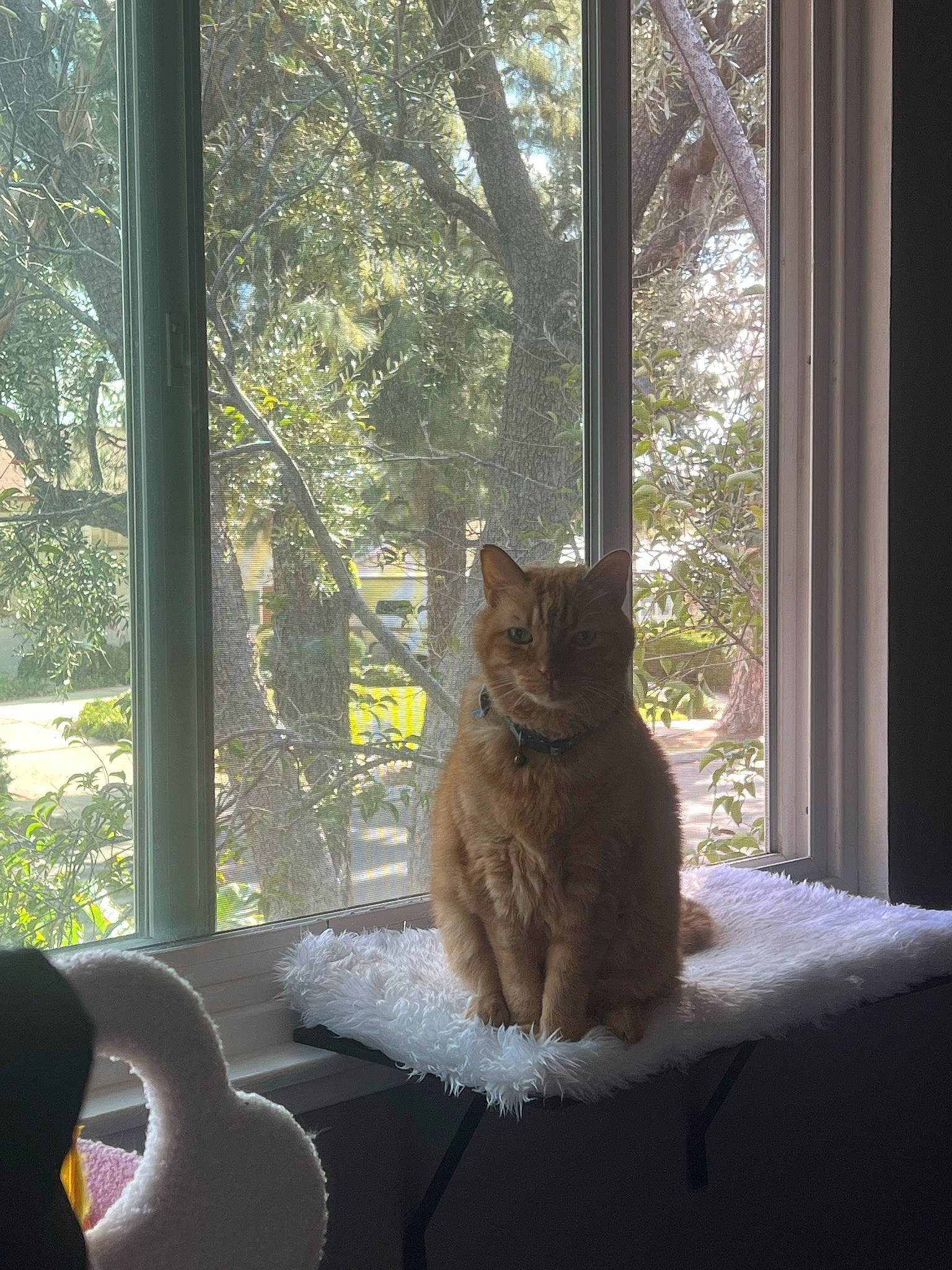 Nuts is registered to the contest to win money with this photo: carnivore, cat, comfort, door, fawn, felidae, house, mammal, morning, plant, shade, small_to_medium_sized_cats, sunlight, tail, tints_and_shades, tree, vertebrate, whiskers, window, wood