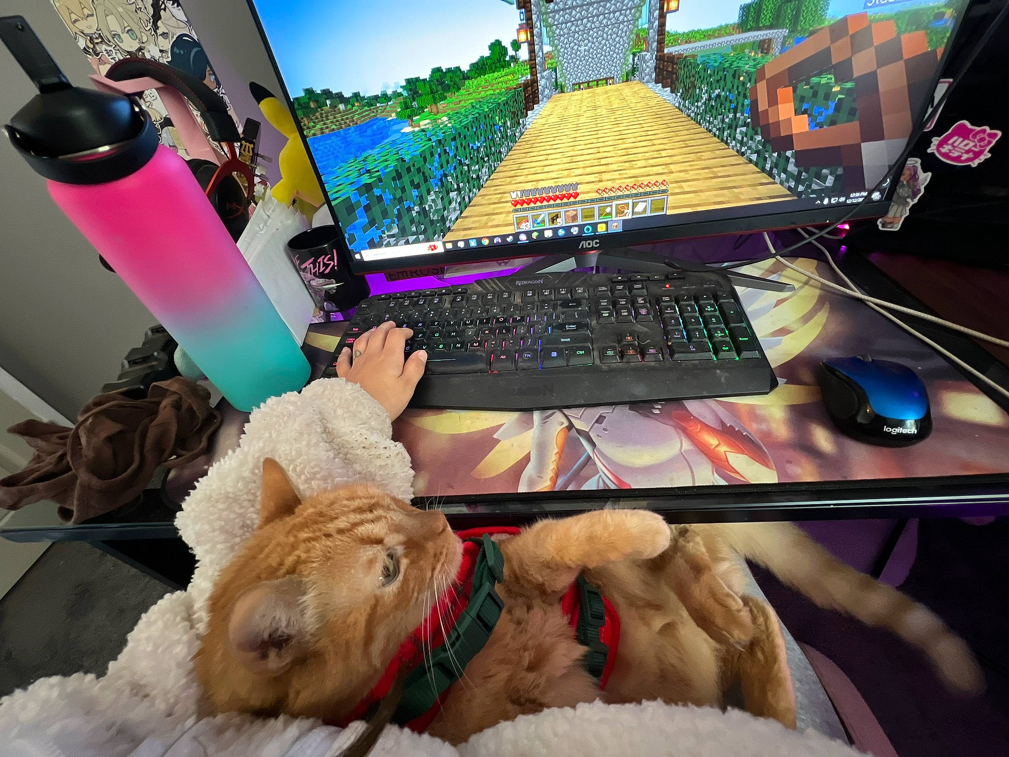 Nuts is registered to the contest to win money with this photo: audio_equipment, carnivore, companion_dog, computer, computer_desk, computer_keyboard, desk, dog_breed, gadget, hat, input_device, laptop, netbook, output_device, peripheral, personal_computer, space_bar, table, touchpad, toy