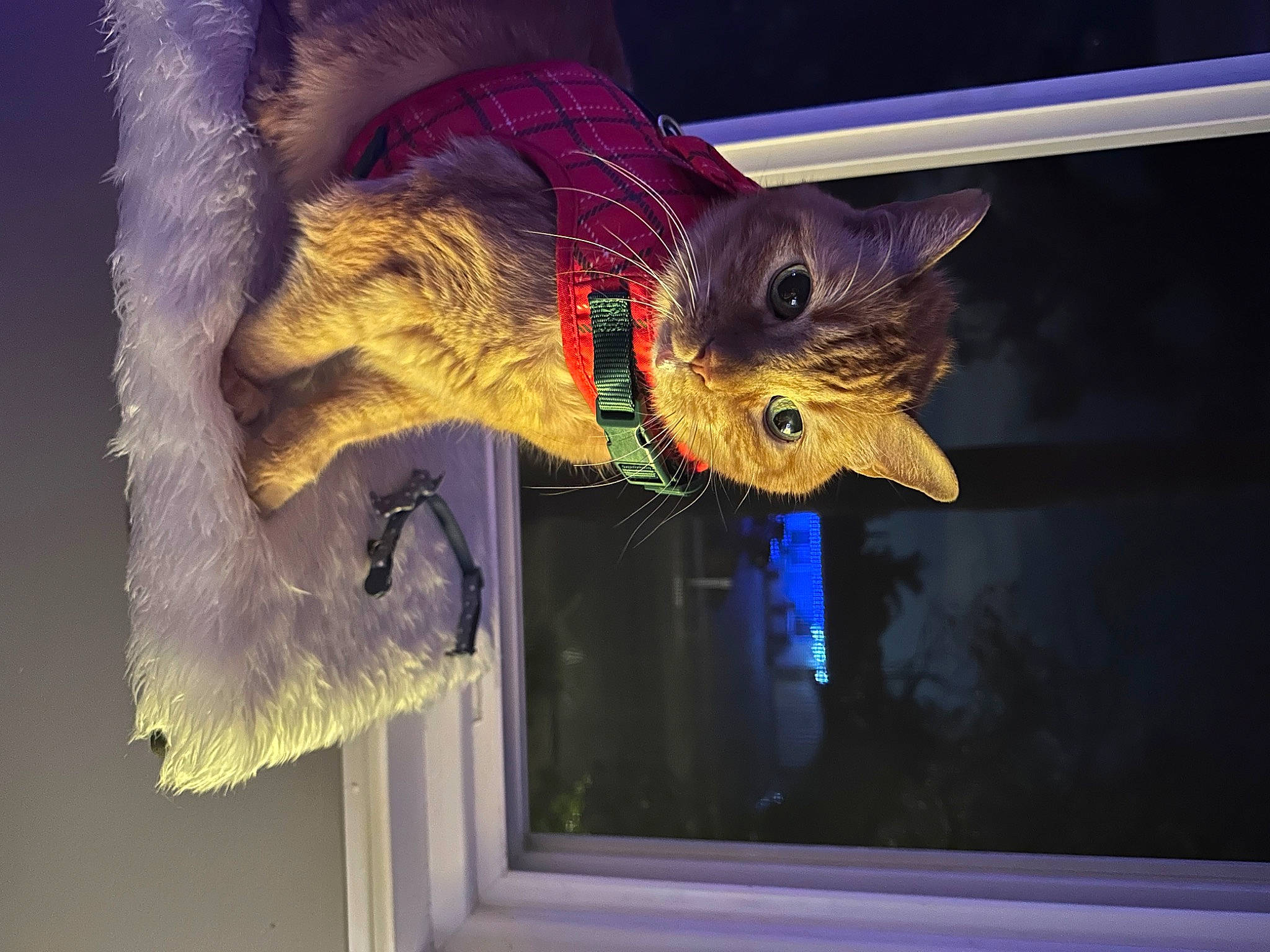 Nuts joined the competition — help win amazing prizes! art, cat, electric_blue, event, fashion_accessory, feather, felidae, fur, small_to_medium_sized_cats, tail, visual_arts, whiskers, window, wing