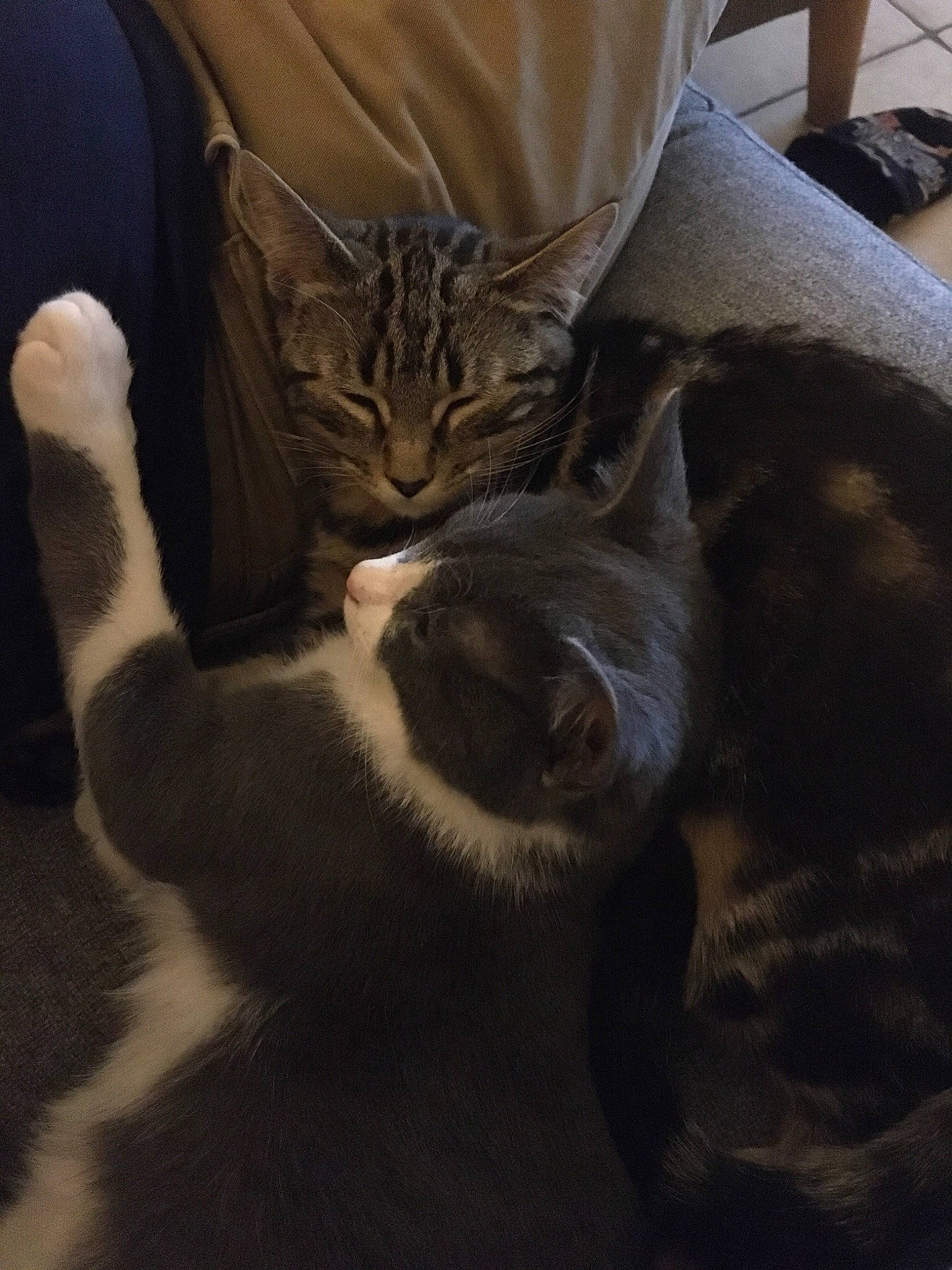 Chamallow participe au concours pour gagner de l'argent avec cette photo : carnivore, cat, comfort, domestic_short_haired_cat, felidae, fur, small_to_medium_sized_cats, snout, tail, terrestrial_animal, vertebrate, whiskers