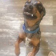 Milo is registered to the contest to win money with this photo: dog, pet, indoor, floor, wooden_floor, collar, blue_collar, teeth, playful, looking_up, slippers, footwear, blurred, watermark, timestamp, animal, canine, close_up, expression, companion