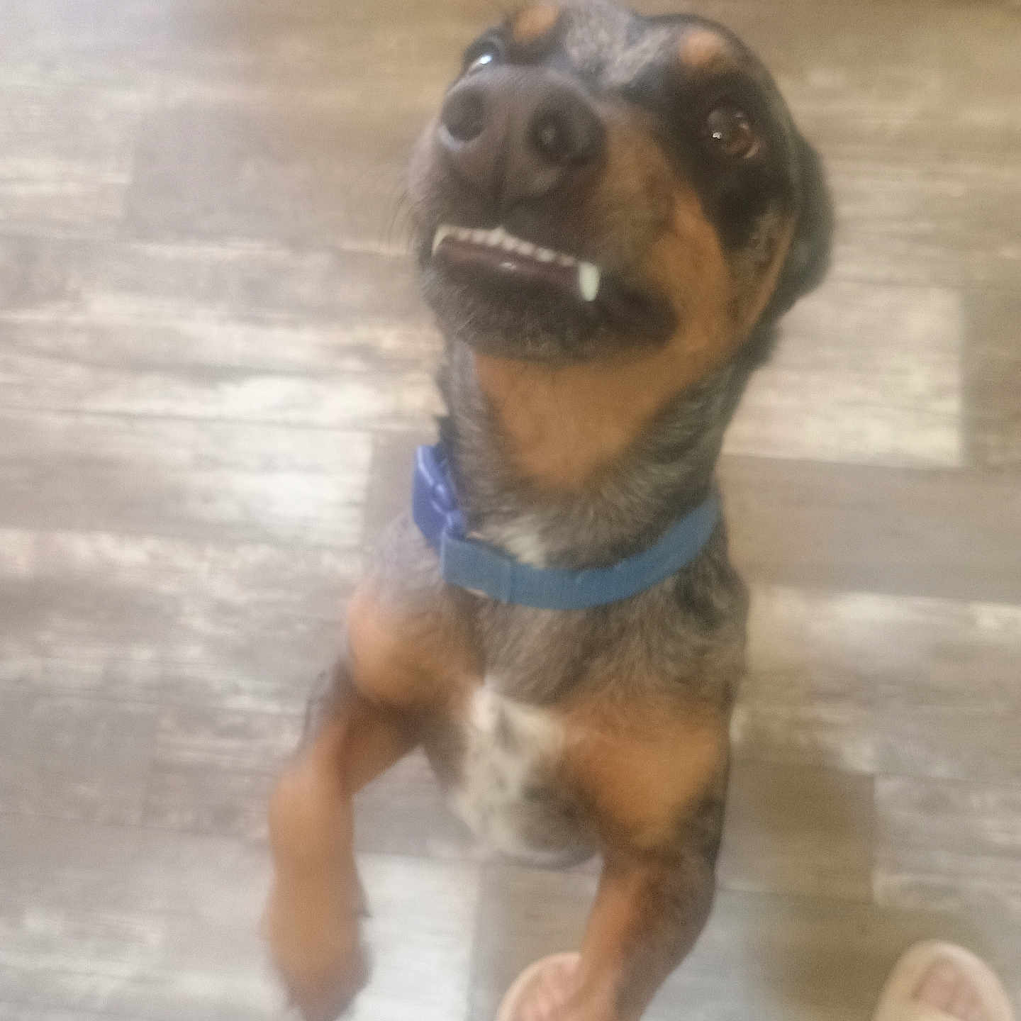 Milo