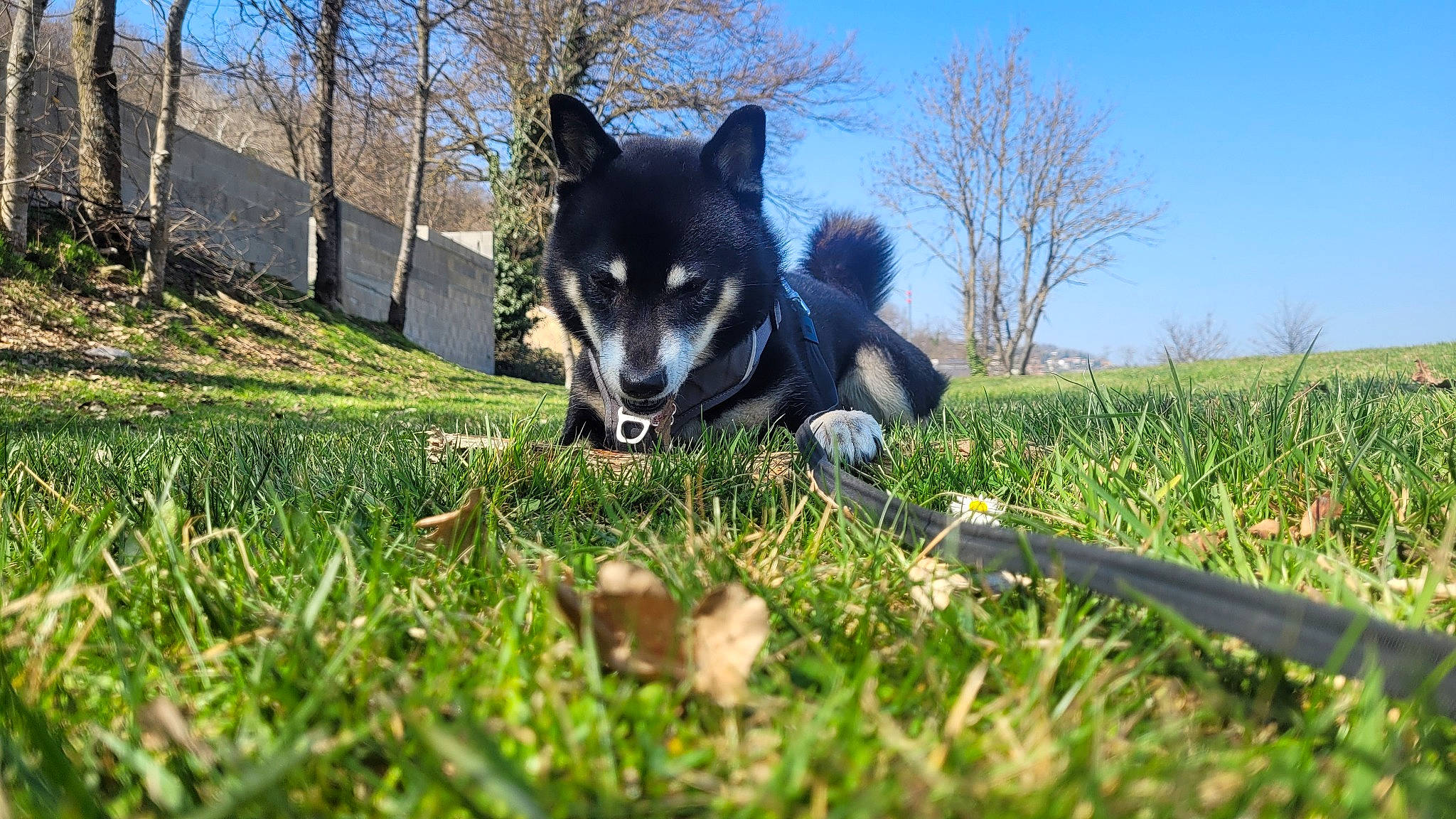 Kovu a rejoint le concours — aidez-le/la à gagner de superbes lots ! carnivore, companion_dog, dog, dog_breed, dog_sports, electric_blue, grass, grassland, herding_dog, lawn, pasture, people_in_nature, plant, sky, snout, sporting_group, sports_equipment, tail, tree, working_animal