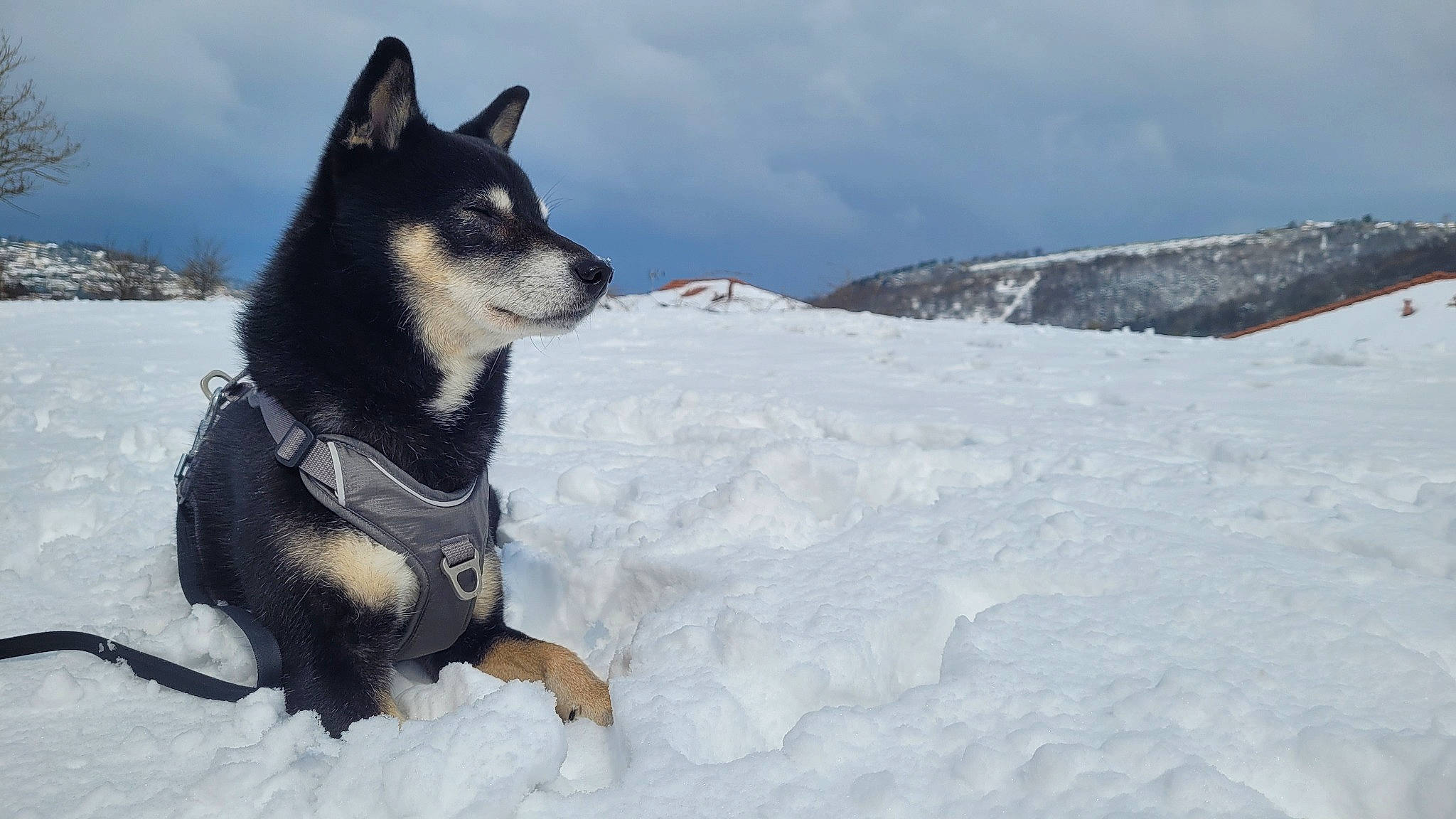 Kovu a rejoint le concours — aidez-le/la à gagner de superbes lots ! art, canidae, canis, carnivore, cloud, companion_dog, dog, dog_breed, freezing, fur, herding_dog, ice_cap, sky, slope, snout, snow, sporting_group, winter, working_animal, working_dog