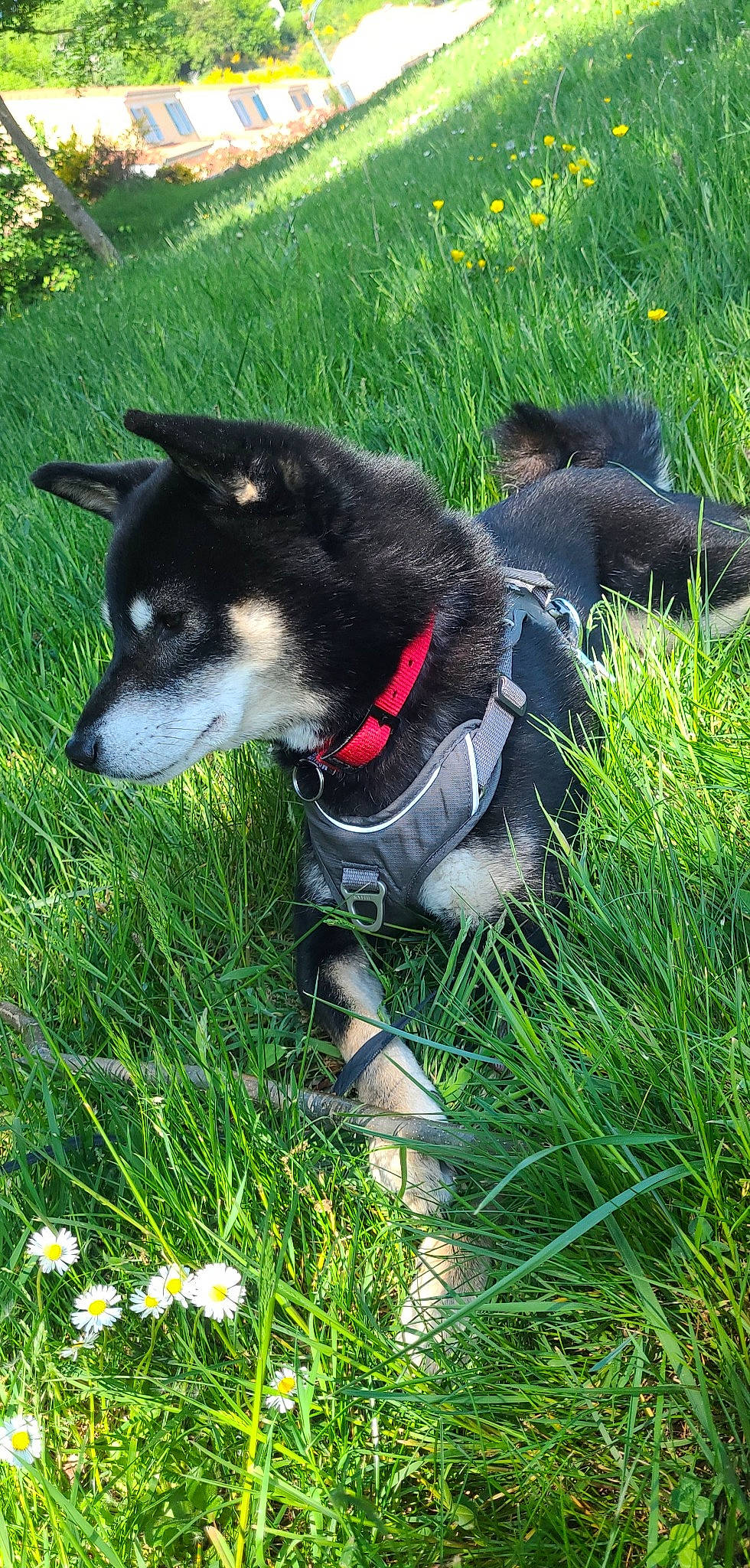 Kovu participe au concours pour gagner de l'argent avec cette photo : carnivore, collar, companion_dog, dog, dog_breed, dog_collar, dog_supply, flower, grass, grass_family, grassland, groundcover, herding_dog, lawn, leash, pet_supply, plant, sporting_group, tail, whiskers