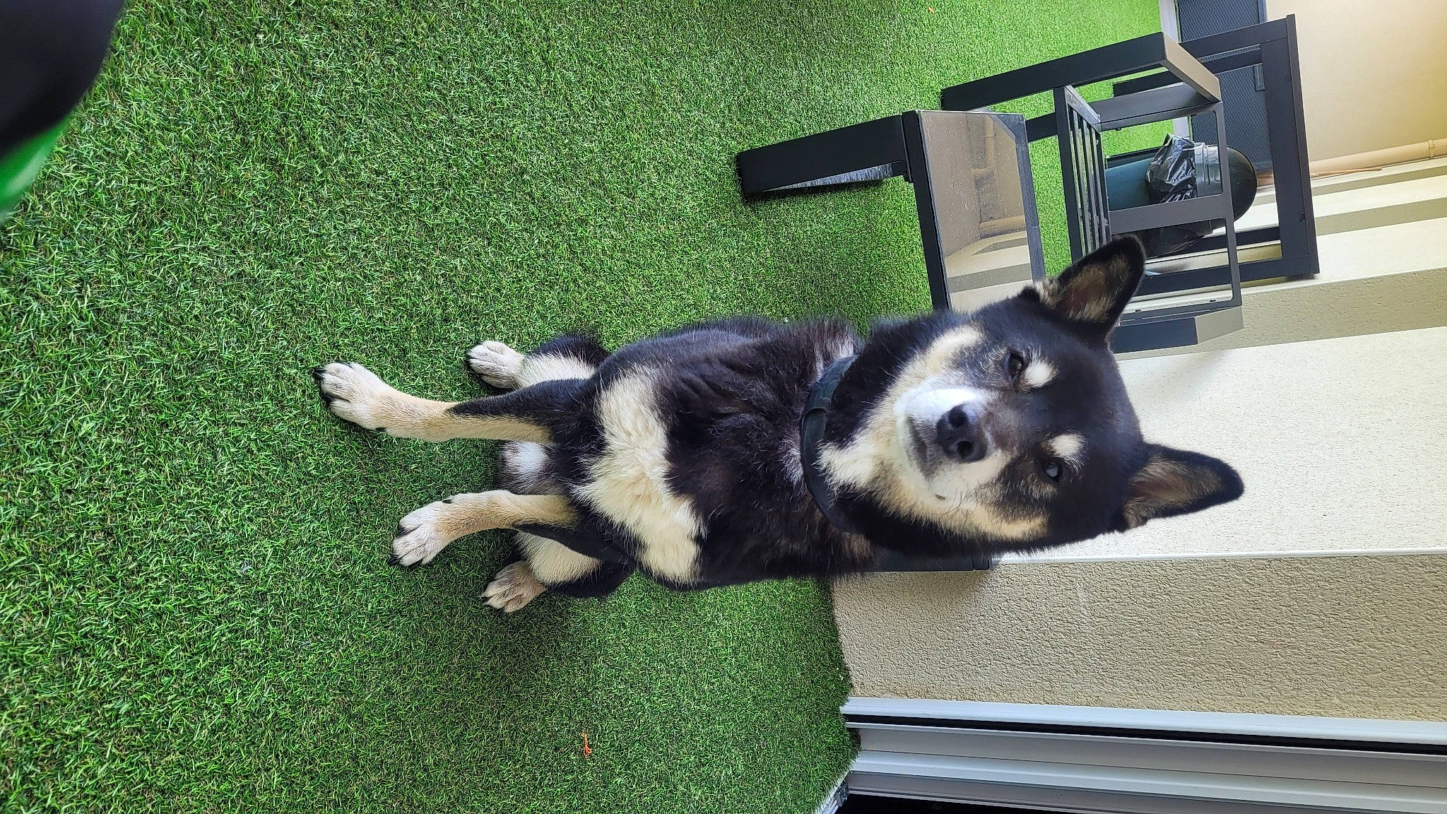 Kovu a rejoint le concours — aidez-le/la à gagner de superbes lots ! canidae, carnivore, companion_dog, dog, dog_breed, dog_supply, felidae, flooring, fur, grass, herding_dog, non_sporting_group, paw, snout, sporting_group, tail, terrestrial_animal, working_animal, working_dog