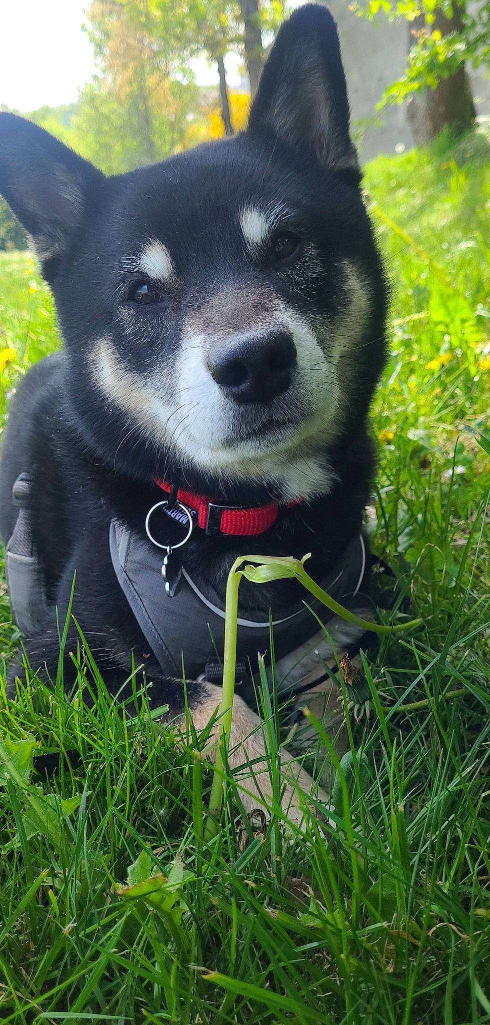 Kovu a rejoint le concours — aidez-le/la à gagner de superbes lots ! adventure, canidae, carnivore, collar, companion_dog, dog, dog_breed, dog_collar, dog_supply, eye, fashion_accessory, fawn, fur, grass, leash, plant, snout, sporting_group, whiskers, working_animal