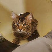 King is registered to the contest to win money with this photo: animal, bed, blanket, cat, close_up, cone, cone_of_shame, curious, cute, domestic, feline, fur, indoor, looking_up, pet, resting, soft_lighting, tabby, whiskers, wide_eyes