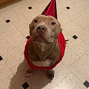 Akyérah participe au concours pour gagner de l'argent avec cette photo : dog, party_hat, red_cape, kitchen, tile_floor, brown_dog, looking_up, indoor, shadow, cabinet, party, celebration, pet, animal, floor_tiles, single_shoe, red_shoe, costume, cute, waiting