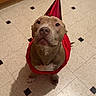 dog, party_hat, red_cape, kitchen, tile_floor, brown_dog, looking_up, indoor, shadow, cabinet, party, celebration, pet, animal, floor_tiles, single_shoe, red_shoe, costume, cute, waiting