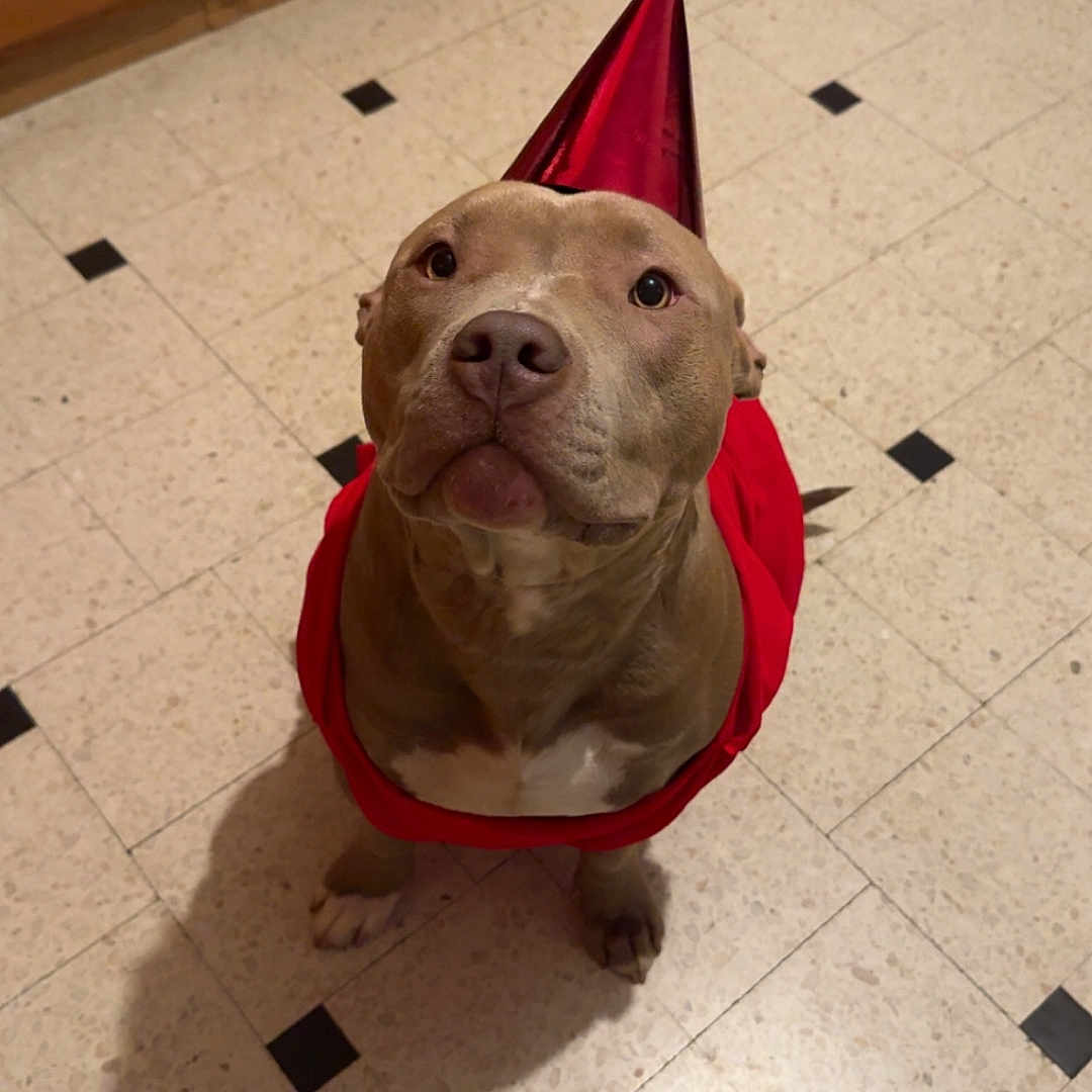 Akyérah participe au concours pour gagner de l'argent avec cette photo : dog, party_hat, red_cape, kitchen, tile_floor, brown_dog, looking_up, indoor, shadow, cabinet, party, celebration, pet, animal, floor_tiles, single_shoe, red_shoe, costume, cute, waiting