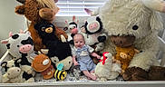 Charlie is registered to the contest to win money with this photo: baby, crib, stuffed_animals, plush_toys, cow, bull, chicken, bee, smiling, child, indoor, window_blinds, soft_toys, cute, seated, happy, playroom, childhood, animal_toys, toddler