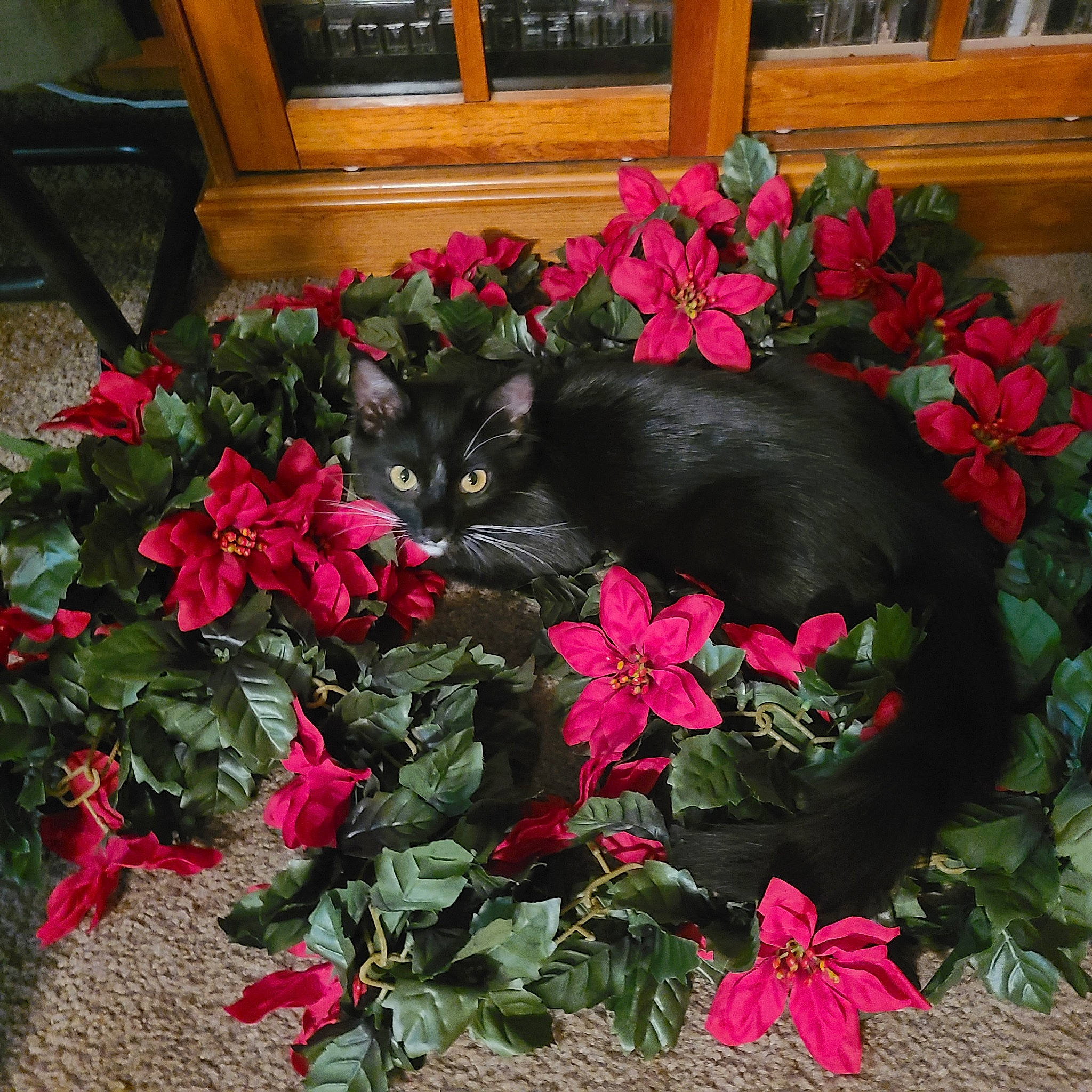 Frisky joined the competition — help win amazing prizes! annual_plant, carmine, cat, floral_design, floristry, flower, flower_arranging, flowering_plant, flowerpot, garden, groundcover, herbaceous_plant, houseplant, landscaping, magenta, pattern, petal, plant, poinsettia, shrub