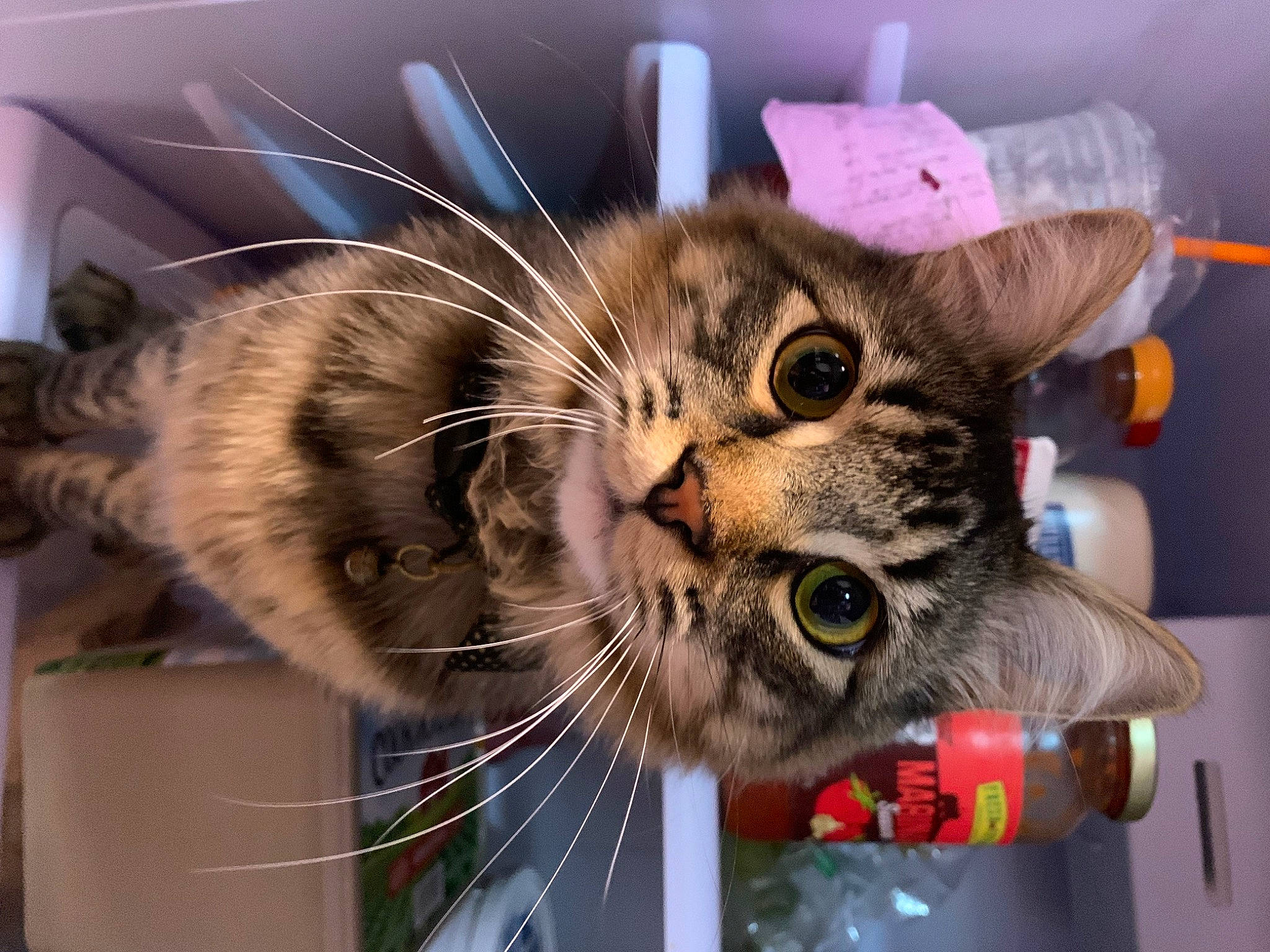 Kevin joined the competition — help win amazing prizes! carnivore, cat, domestic_short_haired_cat, ear, felidae, fur, paw, plant, small_to_medium_sized_cats, snout, whiskers