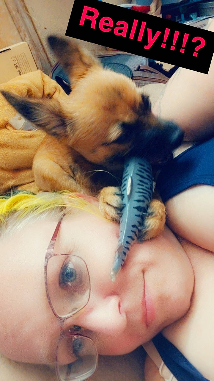 Munchkin is registered to the contest to win money with this photo: carnivore, companion_dog, dog, dog_breed, eyelash, fawn, felidae, finger, fur, gesture, hand, nail, nose, paw, skin, snout, terrestrial_animal, thumb, toy_dog, whiskers