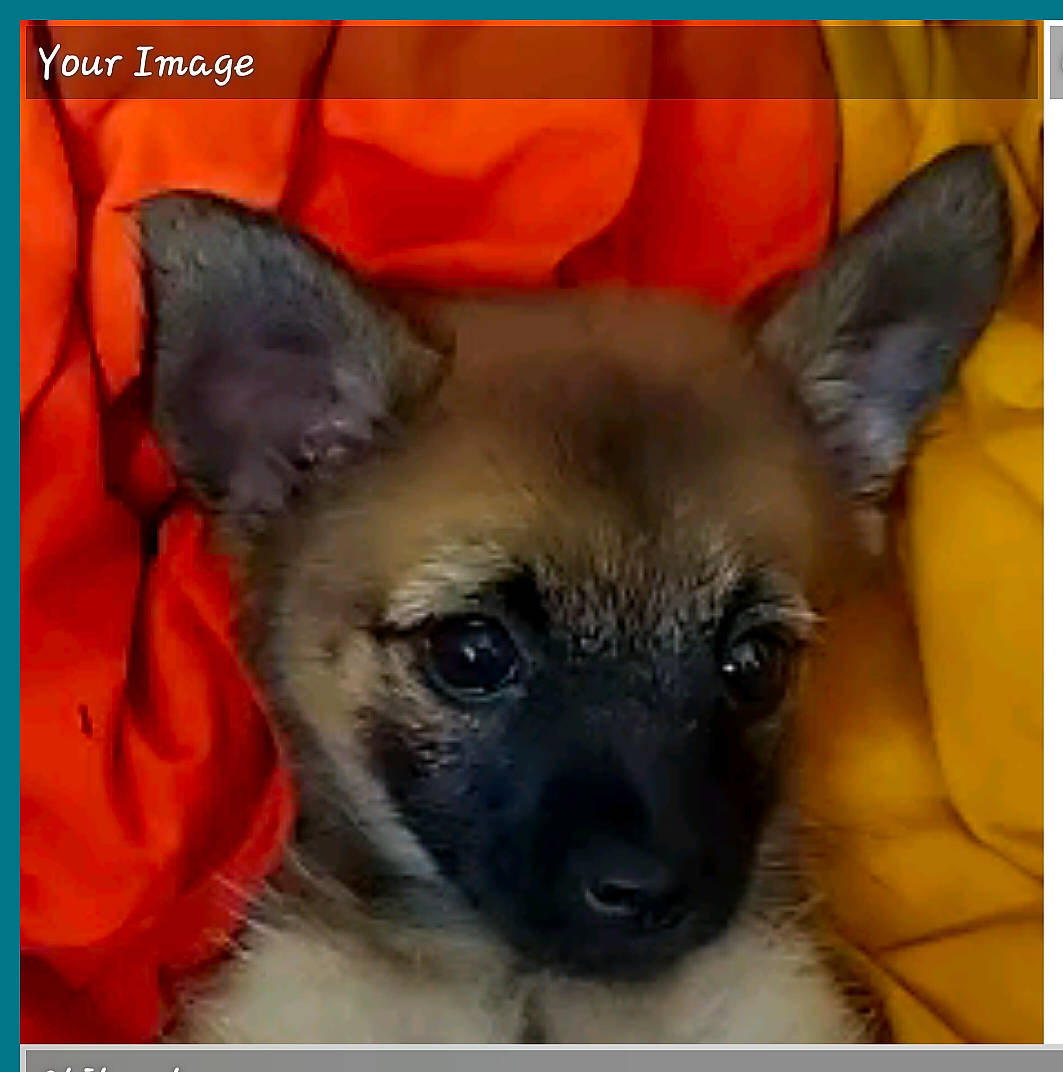 Munchkin is registered to the contest to win money with this photo: canidae, carnivore, companion_dog, dog, dog_breed, dog_supply, ear, fawn, font, fur, non_sporting_group, photo_caption, photography, rectangle, snout, terrestrial_animal, toy_dog, whiskers, working_animal