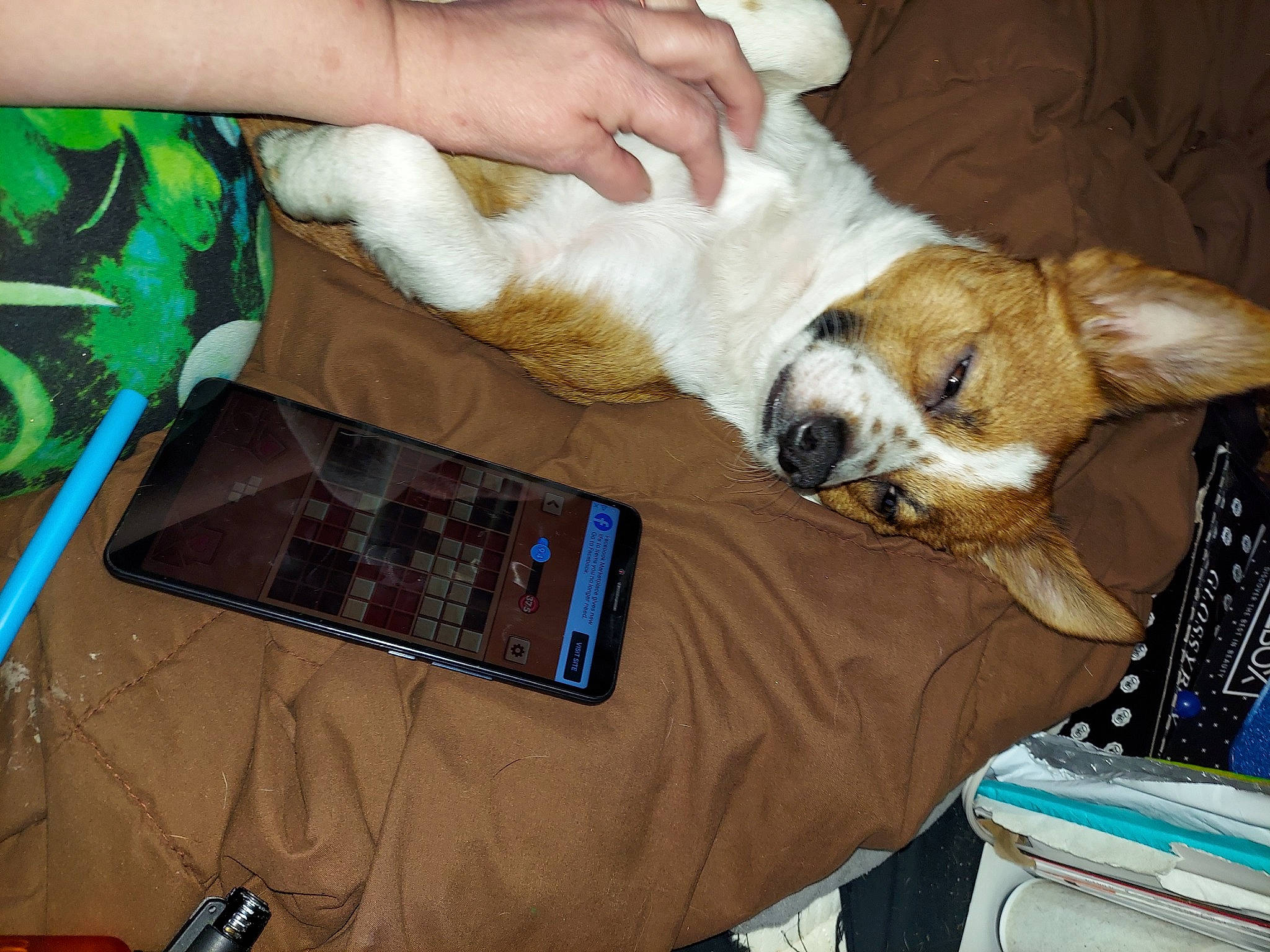 Opie Taylor is registered to the contest to win money with this photo: canidae, carnivore, comfort, communication_device, companion_dog, dog, dog_breed, fawn, fur, lap, linens, mobile_device, mobile_phone, nap, paw, remote_control, sporting_group, terrier, toy_dog, wrist