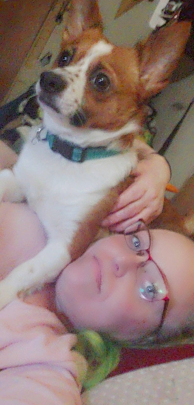 Opie Taylor is registered to the contest to win money with this photo: canidae, carnivore, chihuahua, collar, companion_dog, dog, dog_breed, dog_supply, ear, fawn, fur, gesture, organ, skin, snout, sporting_group, terrestrial_animal, toy_dog, whiskers, working_animal