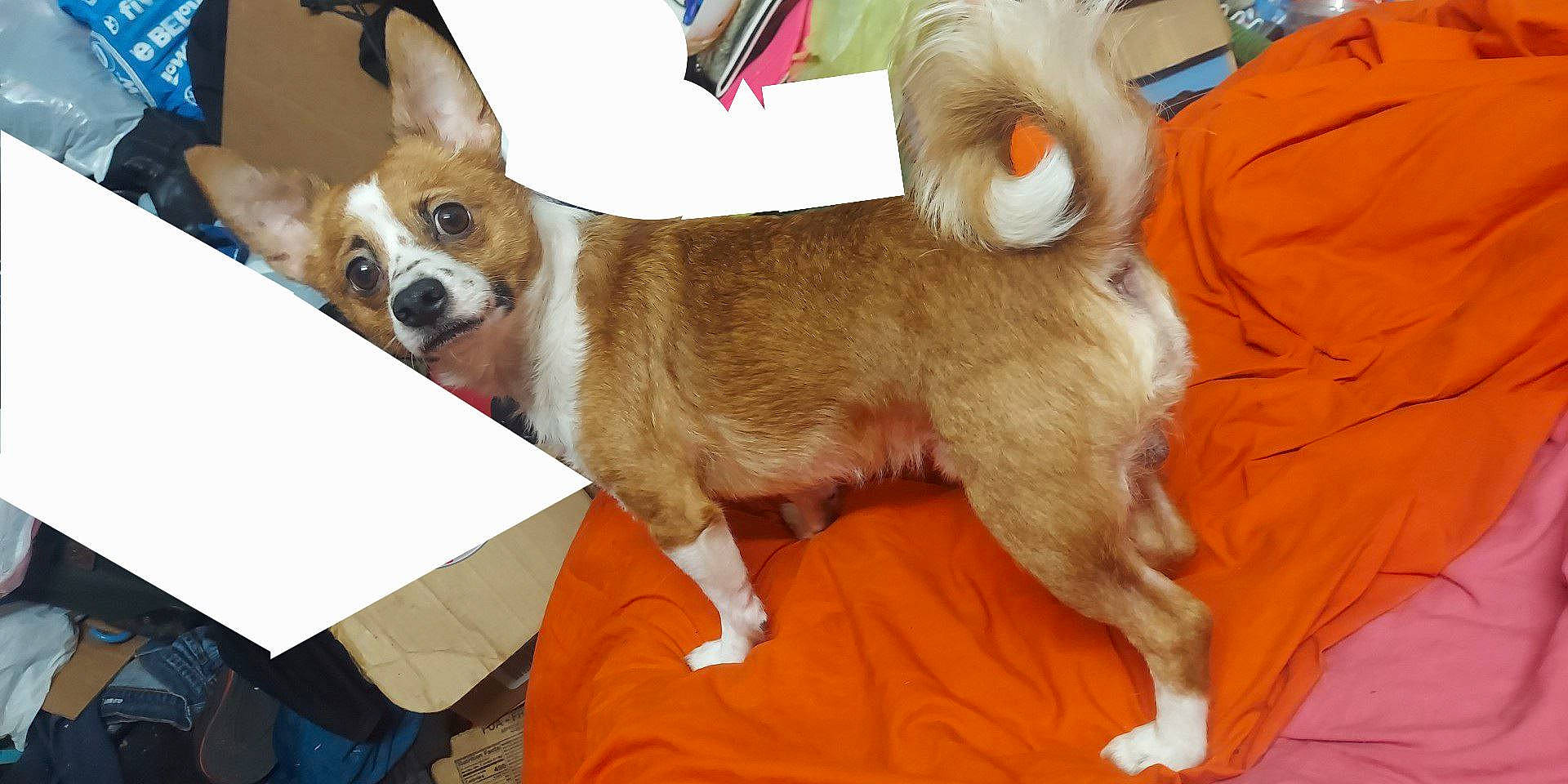 Opie Taylor joined the competition — help win amazing prizes! canidae, carnivore, chihuahua, collar, comfort, companion_dog, corgi_chihuahua, dog, dog_breed, dog_supply, fawn, fur, mammal, non_sporting_group, snout, sporting_group, tail, toy_dog, whiskers, working_animal