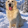 dog, golden_retriever, snow, winter, mountains, pine_trees, tongue_out, sitting, fur, outdoors, snowy_landscape, happy, pet, canine, portrait, nature, paws, nose, muzzle, blue_sky