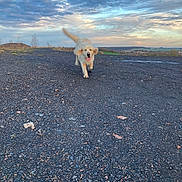 Volt participe au concours pour gagner de l'argent avec cette photo : dog, golden_retriever, running, outdoor, landscape, cloudy_sky, sunset, rocks, grass, field, nature, happy, tongue_out, tail_wagging, energetic, animal, pet, walking, daylight, sky