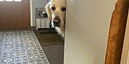 Volt a rejoint le concours — aidez-le/la à gagner de superbes lots ! dog, golden_retriever, peeking, kitchen, cabinet, floor_tiles, door, mat, natural_light, indoor, curious, pet, animal, wall_socket, calendar, dog_bowl, furniture, home, portrait, quiet