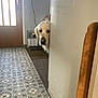 dog, golden_retriever, peeking, kitchen, cabinet, floor_tiles, door, mat, natural_light, indoor, curious, pet, animal, wall_socket, calendar, dog_bowl, furniture, home, portrait, quiet