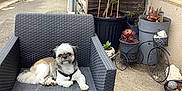 Ugo participe au concours pour gagner de l'argent avec cette photo : chair, concrete, daylight, dog, domestic_animal, fence, flower_pot, garden, gate, leash, outdoor, patio, pet, plant, potted_plants, residential, resting, shrub, small_dog, wicker_chair